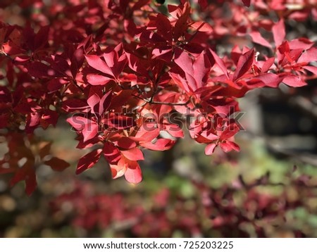 Autumn season picture. Beautiful red leaves in the park with sunlight in the morning. Feel fresh. Copy space. 