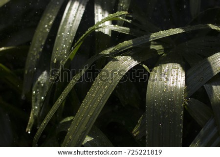 Tropical leaves sunshine and rain background Bali Indonesia, Shallow Depth of Field