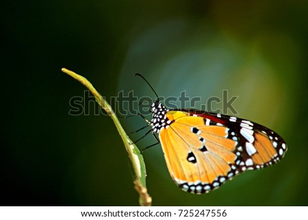Butterfly in nature