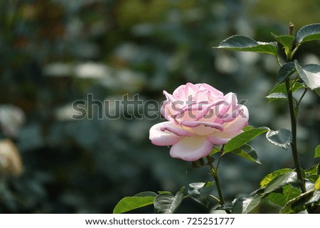 pink rose in sunlight, charming color and elegant shape