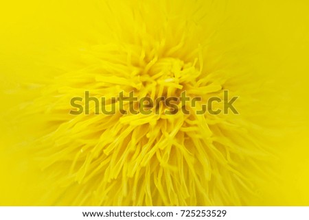 Yellow flower close up macro background. Texture of flower in nature