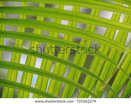 Abstract green leaf.