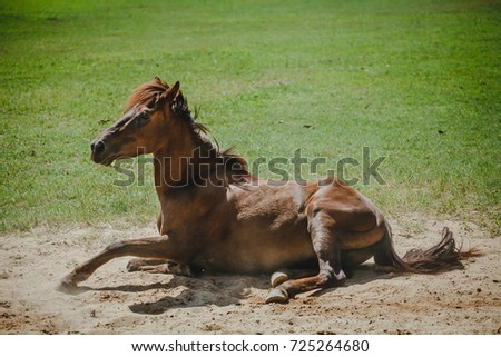 Funny red horse rolling in the sand