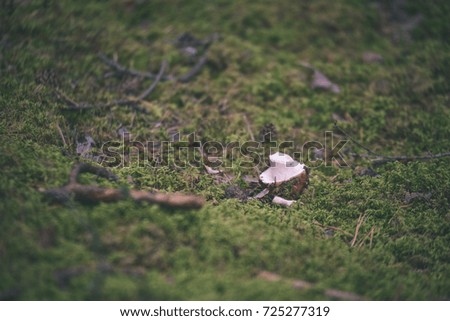 mushrooms on green background in wet forest - vintage old look