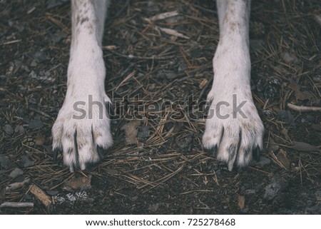 happy dog paws in forest dirt road - vintage old look