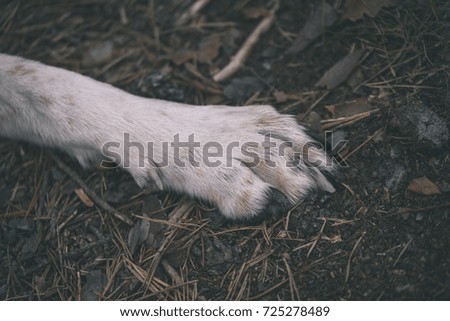 happy dog paws in forest dirt road - vintage old look