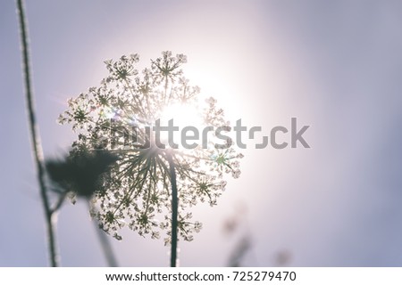 flowers against blue sky with sun rays. summer. view from below - vintage old look