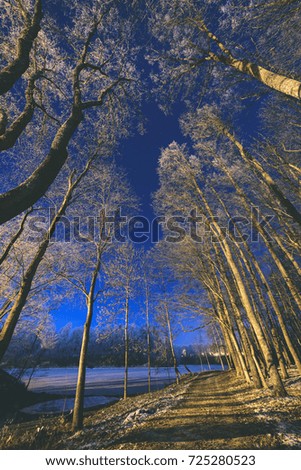 night sky with stars in the winter night with trees and milky way - vintage old look