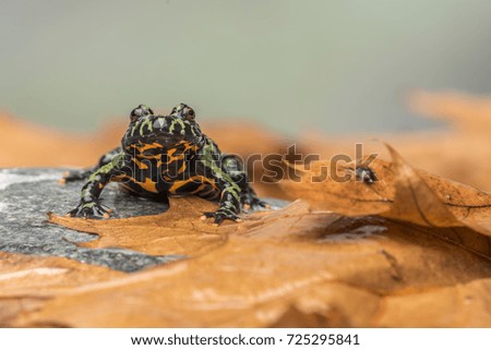 A Fire Bellied Toad (Bombina Orientalis) sitting on a small stone, with orange leaves all around him