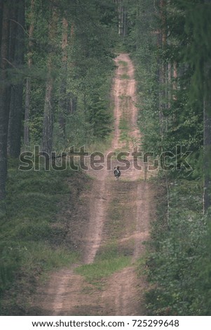 country road inforest with trees and green meadow - vintage old look