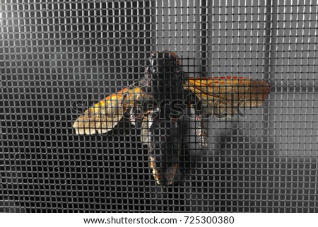 Wasp on mosquito net against dark background