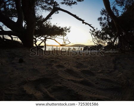 Pine trees on the sand in Alghero shore at sunset. Sardinia, Italy