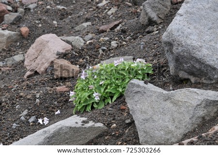 Flowers in the mountains. Green grass grows on the stones. Northern flowers. Macro photography. 
