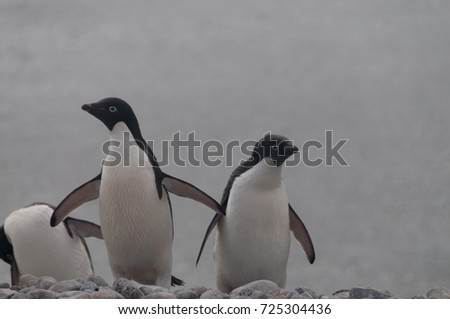 Penguins at the Paulet Island Rookerie, off the coast of the Antarctic Peninsula.