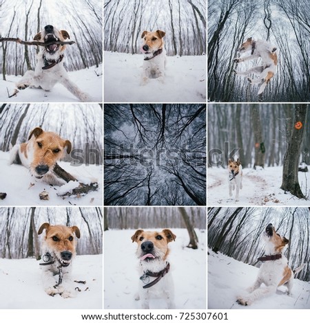 Collage of winter pictures of a fox terrier in the forest