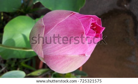 Pink Lotus close up