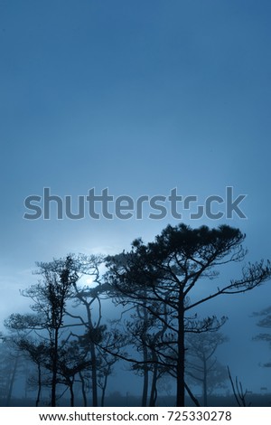 a landscape photograph of Thai's pine wood when sun behind the mist that cover all around like scary foggy scene in halloween festival background or horror scene template,
photo may has noise and gain