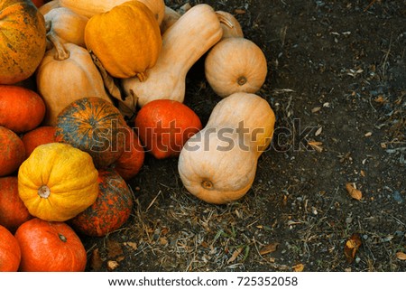 Pumpkins on the ground                   