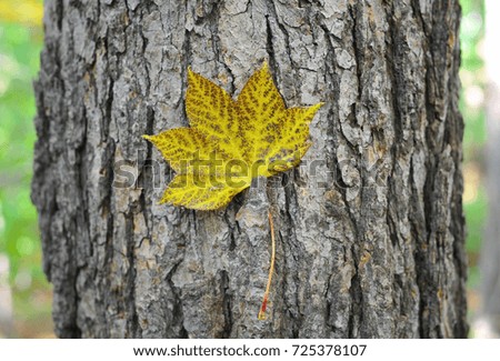 Autumn. Maple leaf.