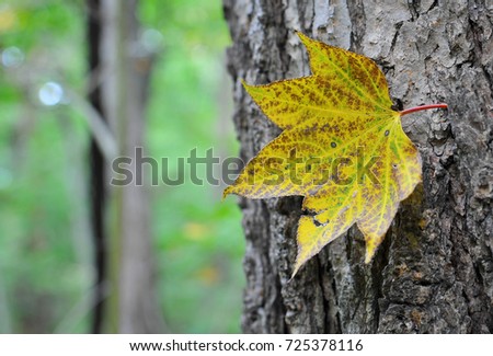Autumn. Maple leaf.