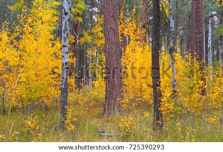 Colorful Forest - Autumn scene at Cold Spring Campground near Sisters, OR