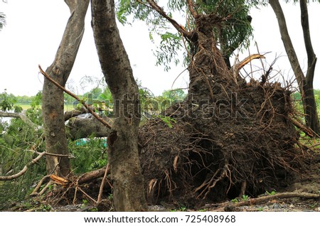 Tree Collapse due to Heavy Storm