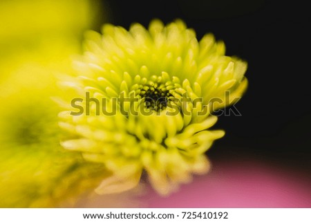 flower in yellow
