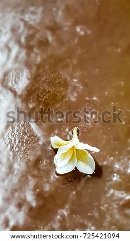 Falling Plumeria flower on shiny  wet floor in heavy rain
