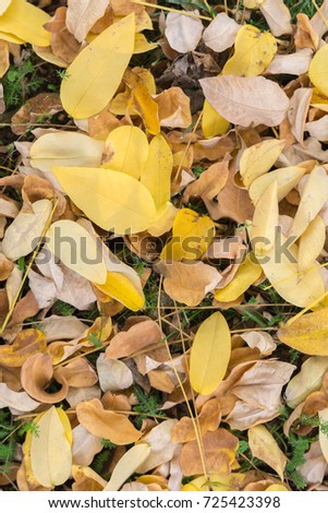 Leaves background in autumn