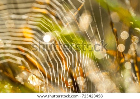 Beautiful pattern of spider's web background,  Abstract nature background
