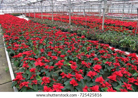 Field of red Christmas stars in greenhouse for sale. Background texture photo of Poinsettia flowers ( Euphorbia Pulcherrima ) , Star of Bethlehem