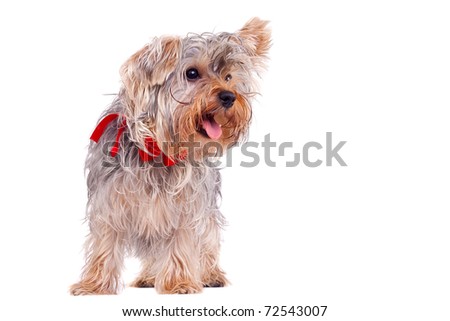picture of a panting small yorkshire terrier standing up on a white background