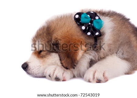 very cute bucovinean shepard puppy sleeping on white background, closeup picture