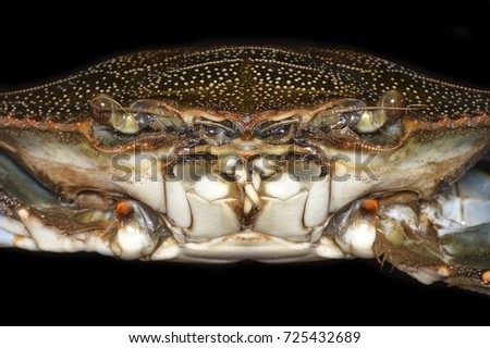 Female of Callinectes sapidus (the blue crab), a swimming crab of the family Portunidae native to the waters of the western Atlantic Ocean and the Gulf of Mexico 