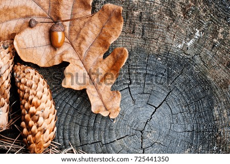 Yellow autumn oak leaf and acorn on it and fir cones on a stump in the forest, backdrop, autumn season
