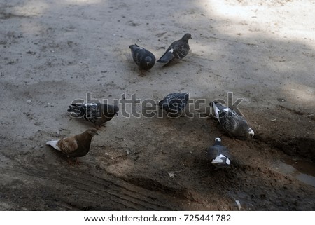 Many pigeons peck the food on the wet asphalt in a puddle. Summer texture