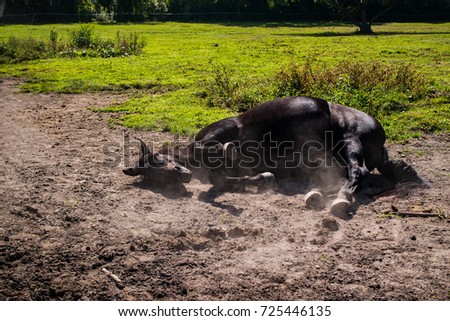 Brown horse laying down and scratching her back on the dirt