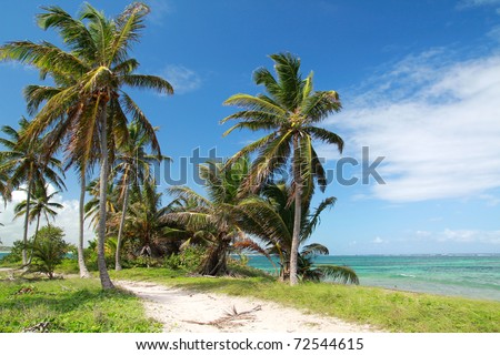 Coconut palms on Atlantic ocean beach
