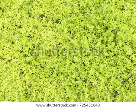 Background of bunch of green tree in sunlight