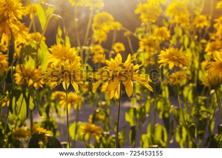 Yellow fresh daisy field, blooming spring flowers over warm sunset, wildflower meadow, peaceful glade, beautiful garden plant, natural floral old vintage background with sun light