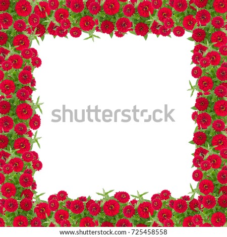 Zinnias flower frame isolated on white background, Red flower blooming with leaf 