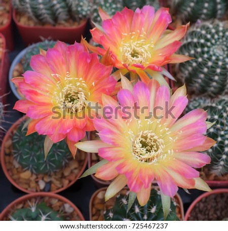 Colorful orange, pink, yellow of cactus flowers are blooming when touching sunlight in day time.