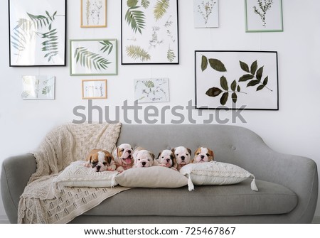 Five little puppies of the English bulldogs lie on a big sofa in studio