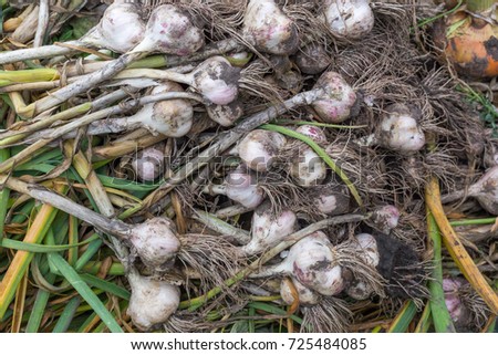 Top view on the fresh garlic crops gathered at the organic household. Authentic farm series.