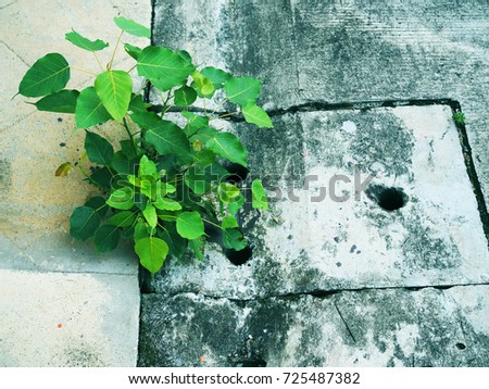 Small new young heart shape “Pho” Buddhist tree and holy basil weed plant sprouting, growing from cracked hole groove of grainy texture stained dirty concrete drainage cover and road floor