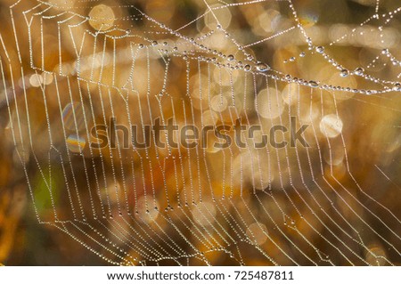 Beautiful pattern of spider's web with dewdrops on green background, Abstract natural backgrounds,