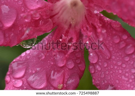 Dense of water droplet (macro) on red petal with blur background