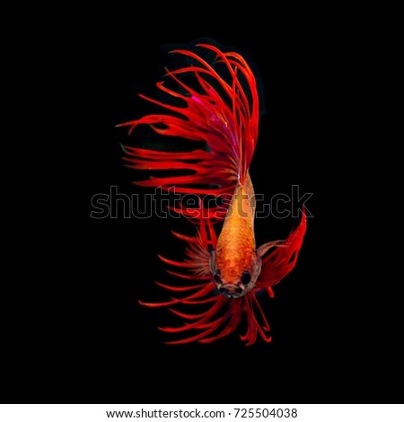 fighting fish isolated on black background.
