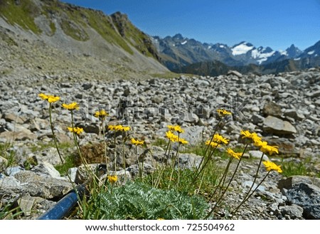 Yellow flowers and blurred figure of a tourist in the background of rocks and mountain peaks with snow