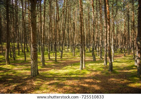 Image of dancing forest at Curonian spit in Kaliningrad region in Russia